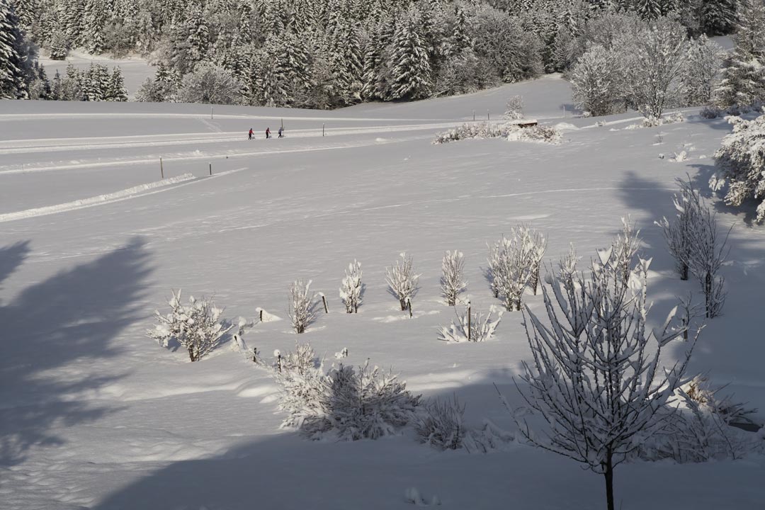 jardin enneigé hiver